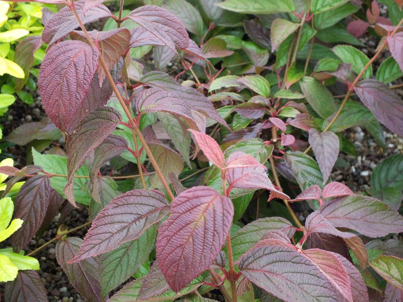 Viburnum plicatum 'Dart`s Red Robin'-3889
