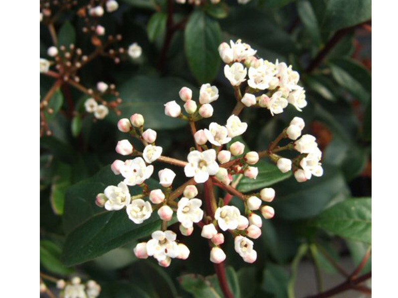 Viburnum tinus 'Spring Bouquet'-0
