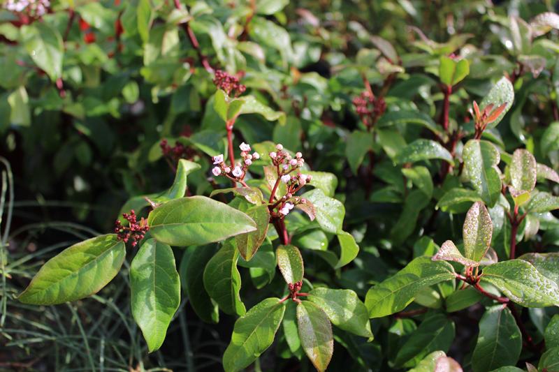 Viburnum tinus 'Spring Bouquet'-7525