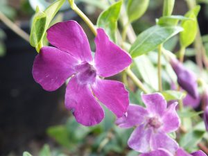 Vinca minor 'Atropurpurea` -0
