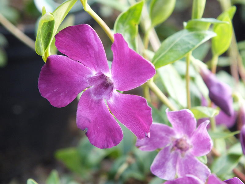 Vinca minor 'Atropurpurea` -0