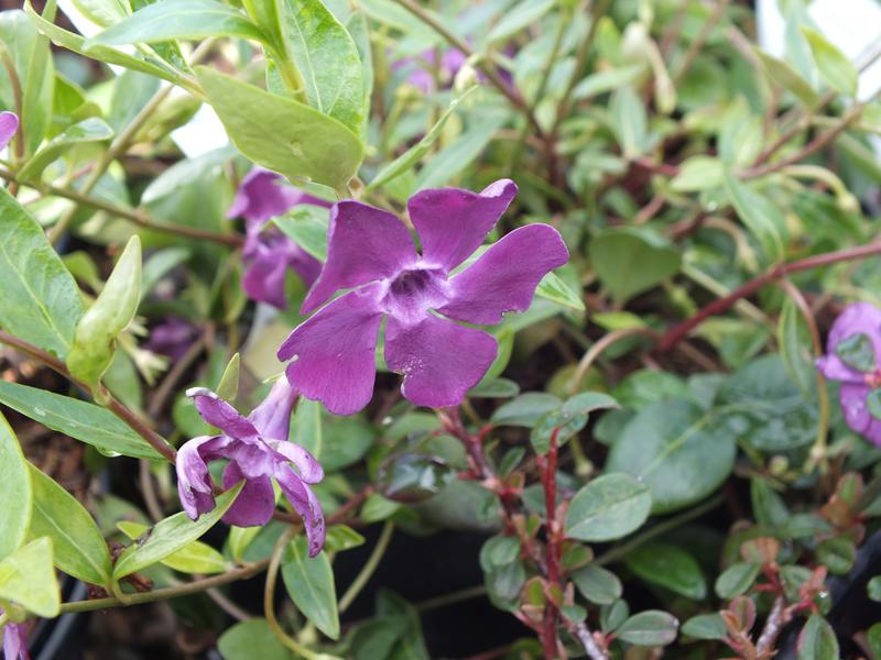 Vinca minor 'Atropurpurea` -4487