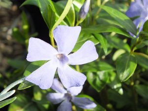 Vinca minor 'Bowles Variety' -0