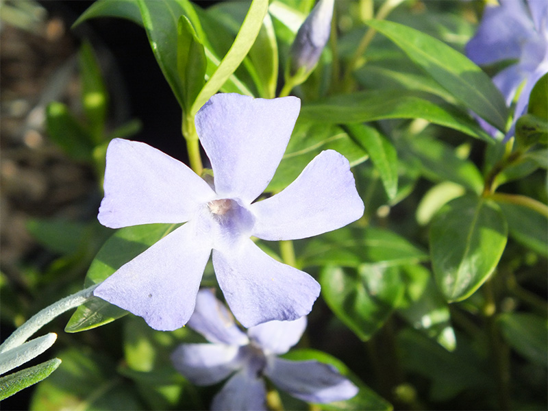 Vinca minor 'Bowles Variety' -0