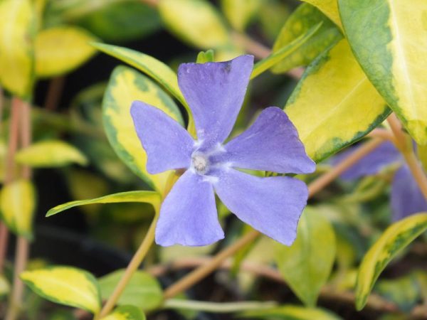 Vinca minor 'Illumination' -0