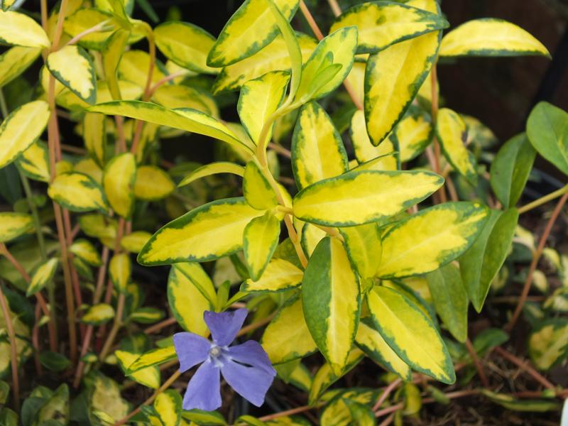 Vinca minor 'Illumination' -4161