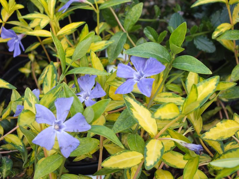 Vinca minor 'Illumination' -4486