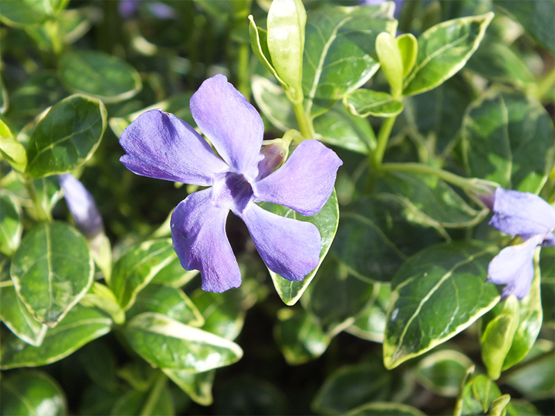 Vinca minor 'Ralph Shugart' -3662