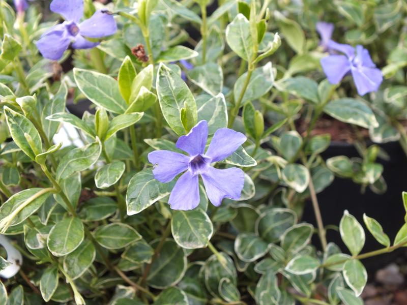 Vinca minor 'Ralph Shugart' -4484