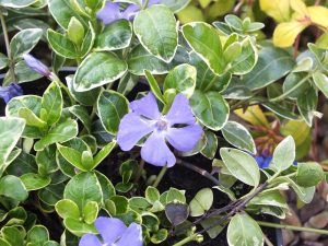 Vinca minor 'Ralph Shugart' -0