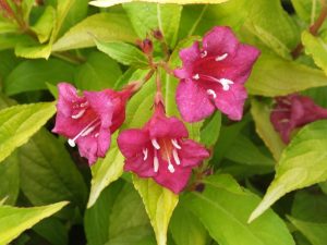 Weigela florida 'Rubigold'-0