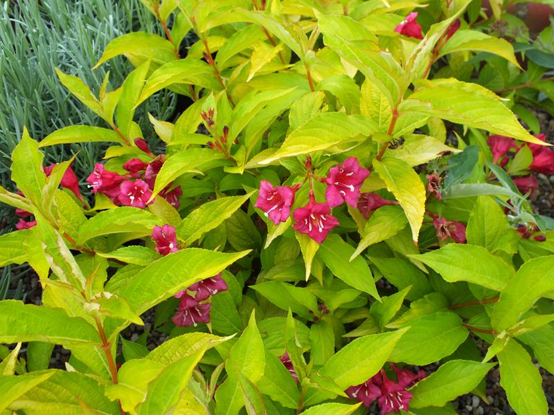 Weigela florida 'Rubigold'-5597