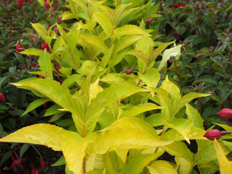 Weigela florida 'Rubigold'-4090