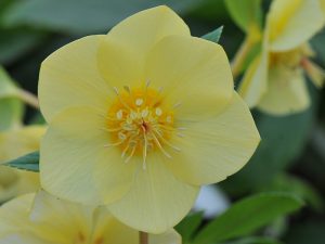 Helleborus x hybridus (Ashwood Evolution Group ) Yellow with golden nectaries-0