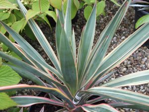 Yucca gloriosa 'Variegata'-0