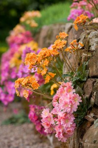 Lewisia