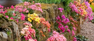 Lewisias in the garden