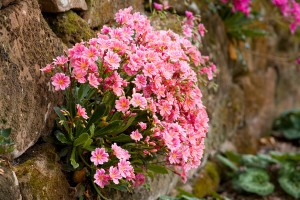 Lewisia