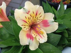 Alstroemeria Inticancha 'Sunset' ('Tessunse')