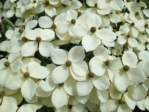 Cornus kousa var. chinensis
