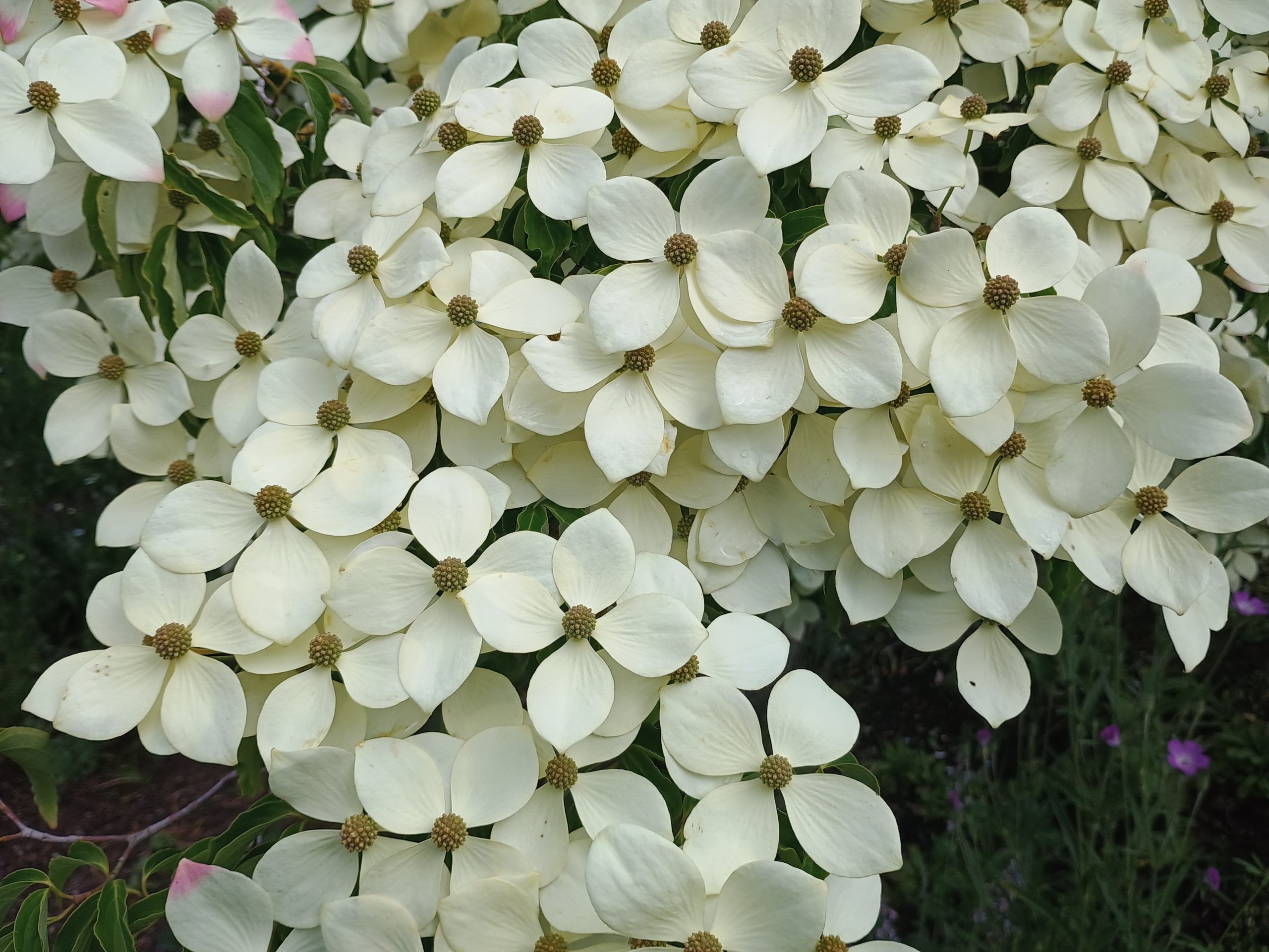 Cornus kousa var. chinensis