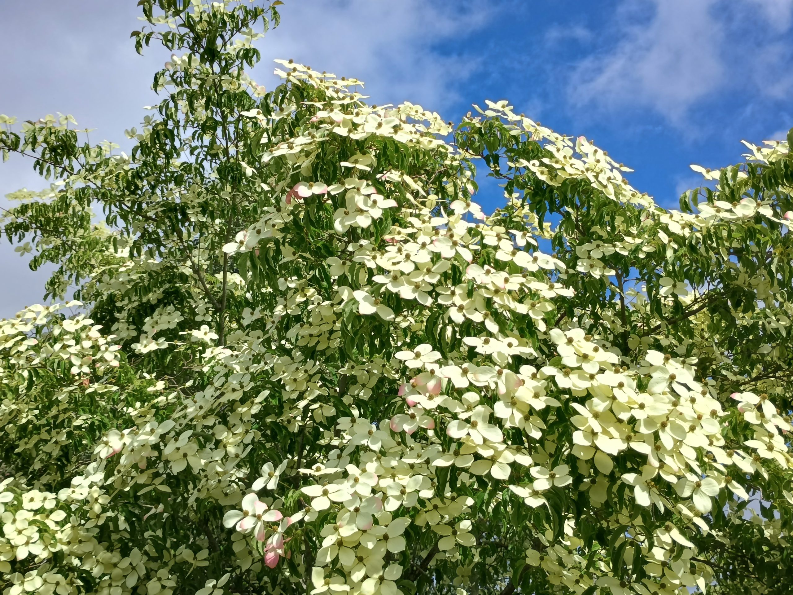Cornus kousa var. chinensis