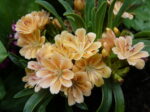 Lewisia carousel hybrid orange