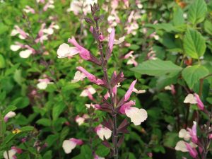 Salvia Melba Magicâ„¢ 'Peach'