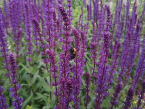 Salvia nemerosa 'Caradonna'
