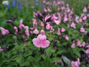 Salvia greggii 'Angel Wings'