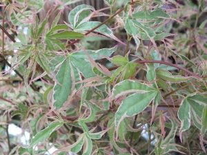 Acer palmatum 'Beni-Schichihenge'-0