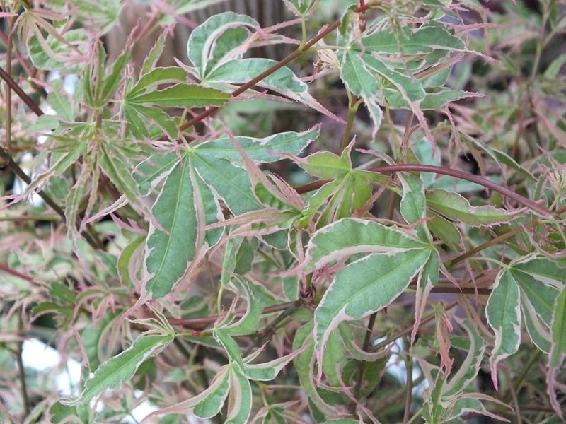Acer palmatum 'Beni-Schichihenge'-0