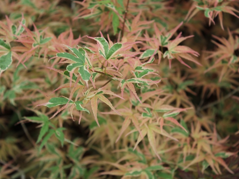 Acer palmatum 'Beni-Schichihenge'-12962