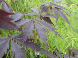 Acer palmatum (dissectum) 'Black Lace'-0