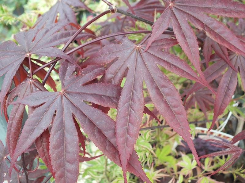 Acer palmatum 'Bloodgood'-0