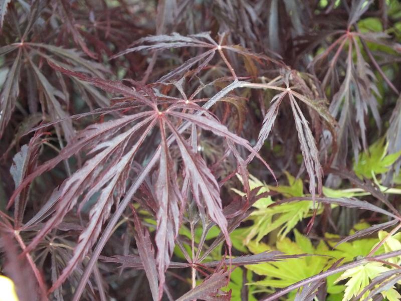 Acer palmatum (dissectum) 'Crimson Queen'-0