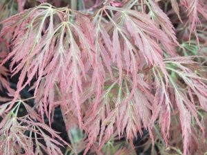 Acer palmatum (dissectum) 'Crimson Princess'-0