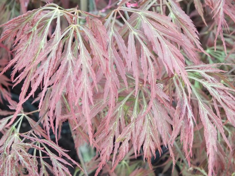 Acer palmatum (dissectum) 'Crimson Princess'-0