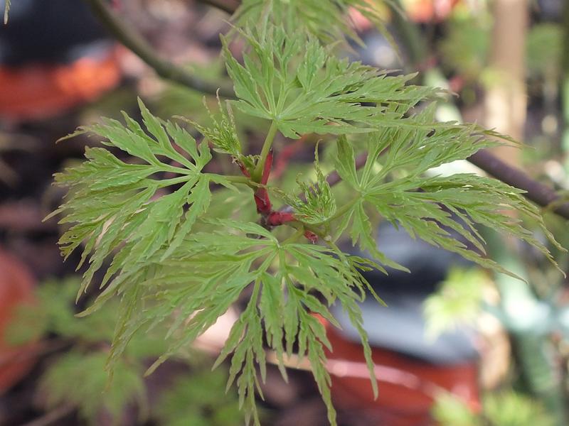 Acer palmatum (dissectum) 'Emerald Lace'-4306