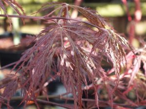 Acer palmatum (dissectum) 'Inaba Shidare'-0