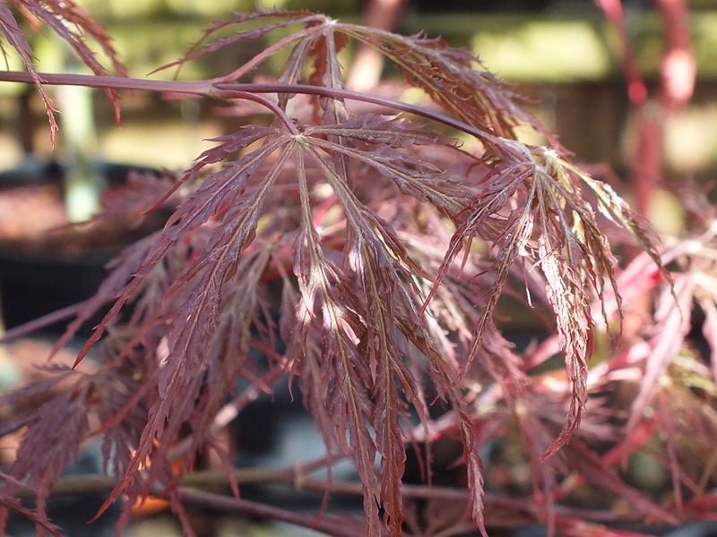 Acer palmatum (dissectum) 'Inaba Shidare'-0