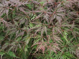 Acer palmatum (dissectum) 'Orangeola'-0