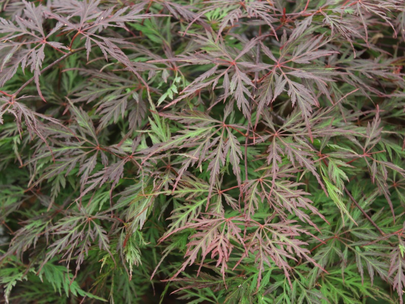 Acer palmatum (dissectum) 'Orangeola'-0