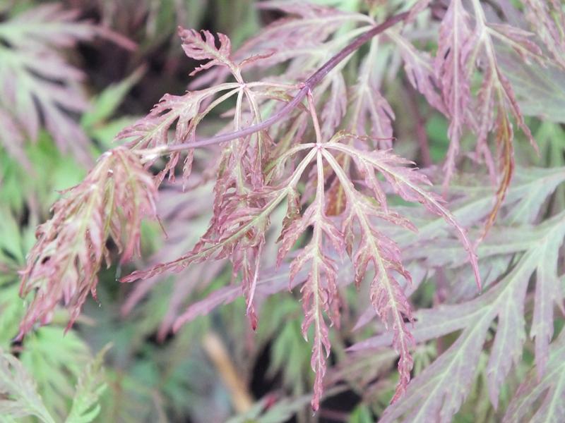 Acer palmatum (dissectum) 'Orangeola'-4309