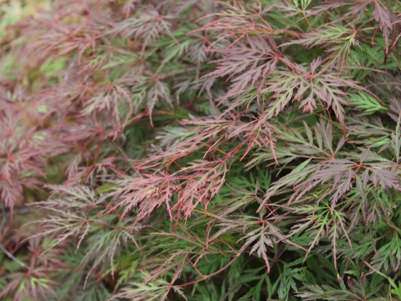 Acer palmatum (dissectum) 'Orangeola'-12956