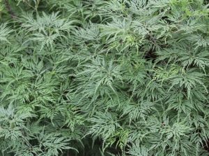 Acer palmatum (dissectum) 'Emerald Lace'-0