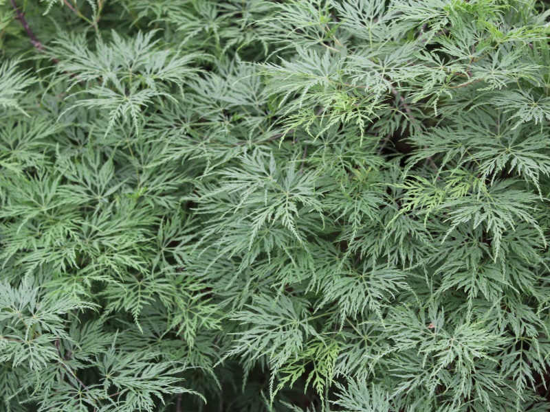 Acer palmatum (dissectum) 'Emerald Lace'-0