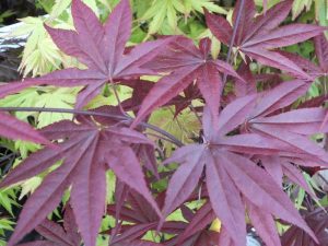 Acer palmatum 'Emperor 1'-0