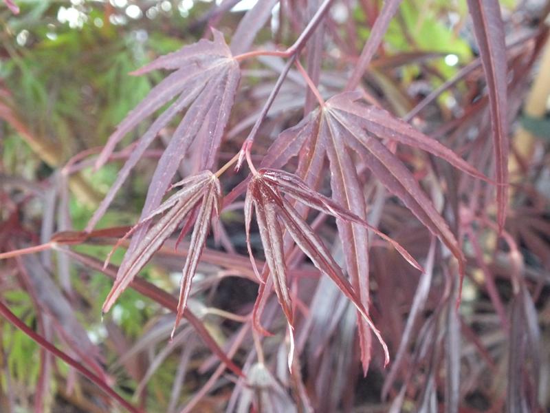 Acer palmatum 'Enkan'-4308