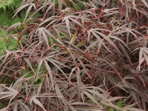 Acer palmatum 'Enkan'-0
